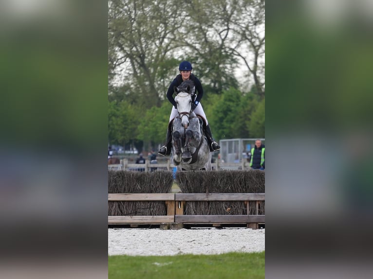Belgian Warmblood Gelding 6 years 17 hh Gray in Boutersem