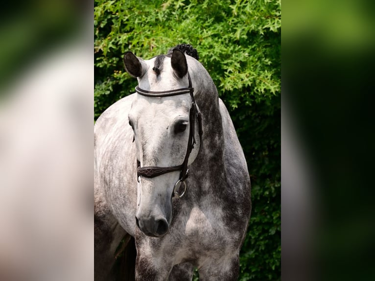 Belgian Warmblood Gelding 6 years 17 hh Gray in Bladel