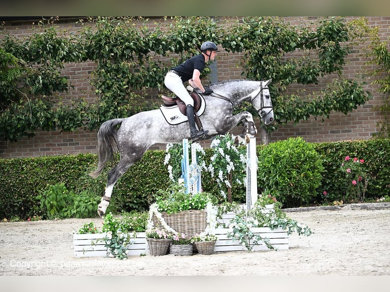 Belgian Warmblood Gelding 6 years 17 hh Gray in Bladel
