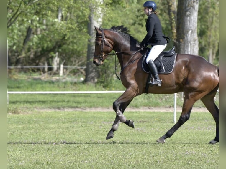 Belgian Warmblood Gelding 6 years Brown in Wächtersbach