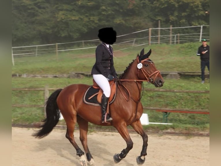 Belgian Warmblood Gelding 7 years 15,2 hh Brown in Boulaide