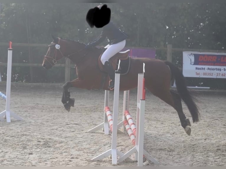 Belgian Warmblood Gelding 7 years 15,2 hh Brown in Boulaide