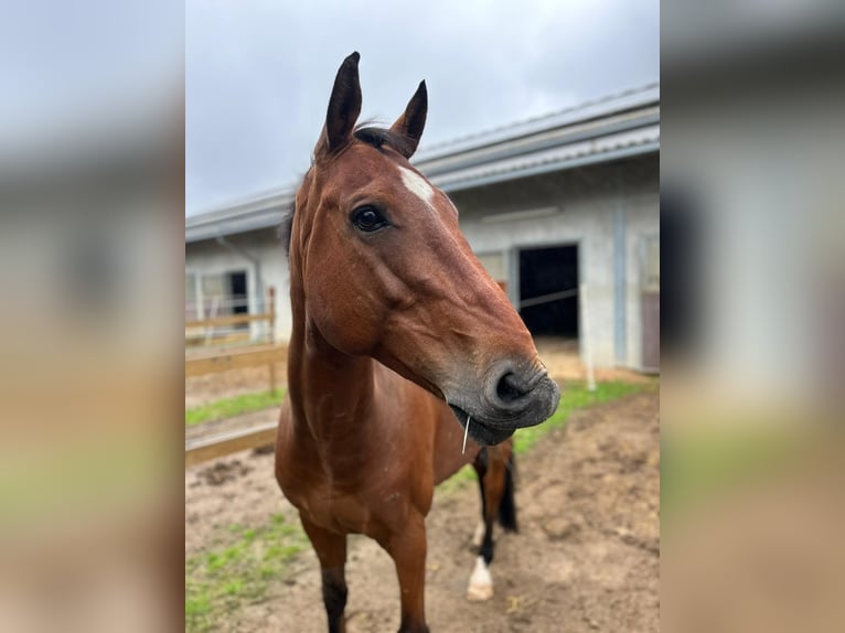 Belgian Warmblood Gelding 7 years 15,2 hh Brown in Boulaide