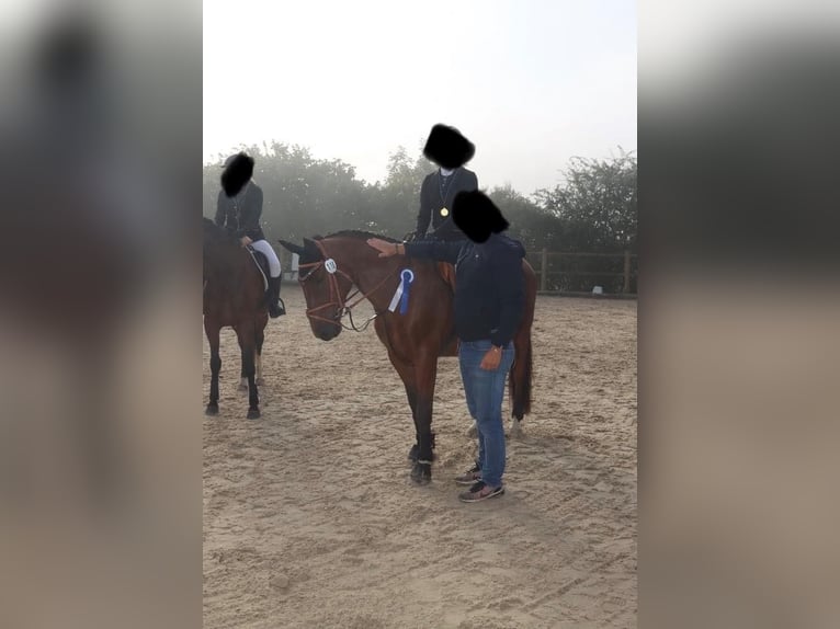 Belgian Warmblood Gelding 7 years 15,2 hh Brown in Boulaide