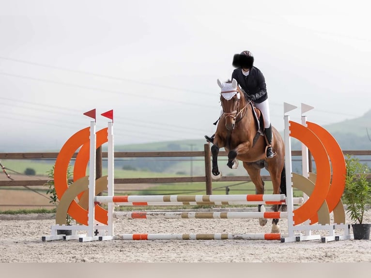 Belgian Warmblood Gelding 7 years 15,2 hh Brown in Boulaide