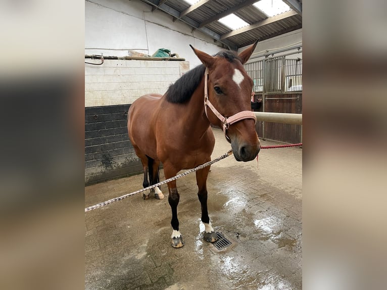 Belgian Warmblood Gelding 7 years 15,2 hh Brown in Boulaide