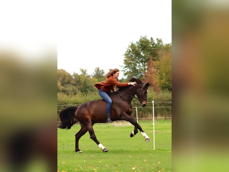 Belgian Warmblood Gelding 7 years 16,1 hh Bay-Dark in Kerpen