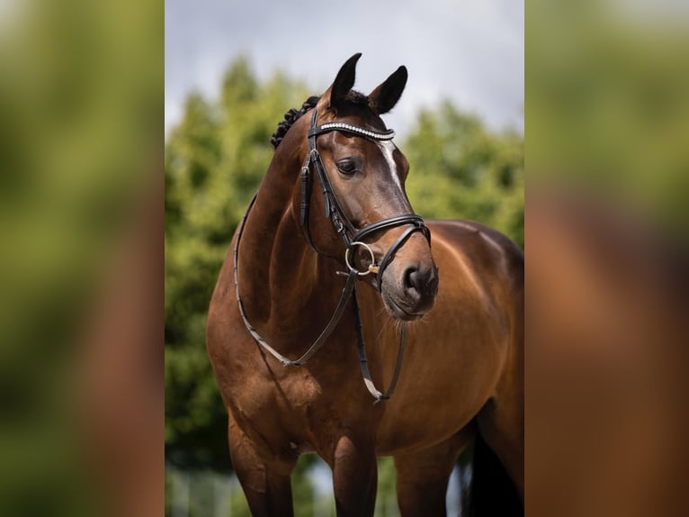 Belgian Warmblood Gelding 7 years 16,1 hh Bay-Dark in Kerpen