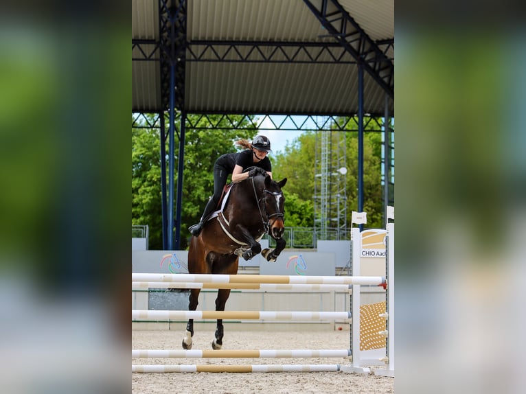 Belgian Warmblood Gelding 7 years 16,1 hh Bay-Dark in Kerpen