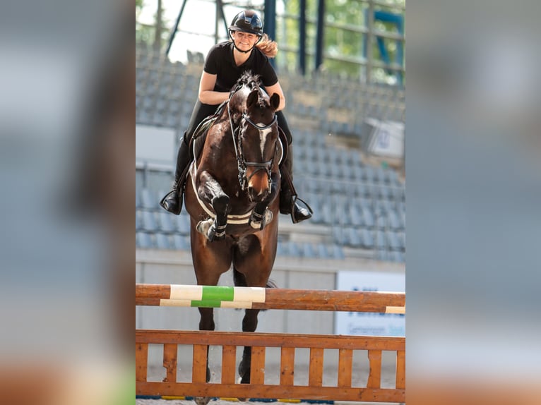 Belgian Warmblood Gelding 7 years 16,1 hh Bay-Dark in Kerpen