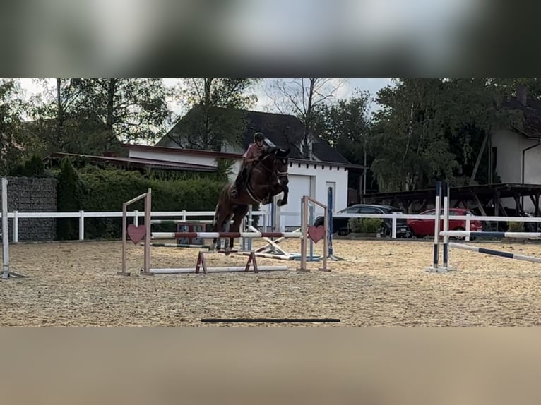 Belgian Warmblood Gelding 7 years 16,1 hh Brown in Steinach