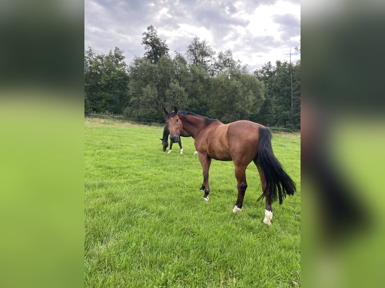 Belgian Warmblood Gelding 7 years 16,1 hh Brown in Steinach