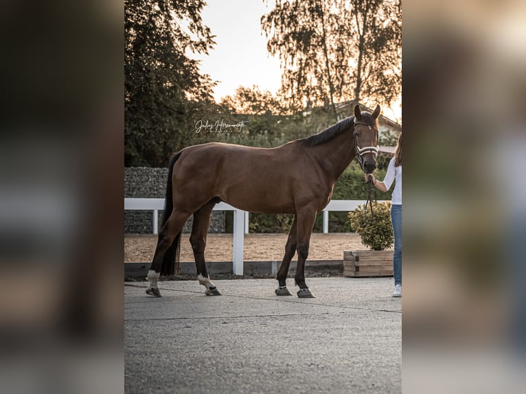 Belgian Warmblood Gelding 7 years 16,1 hh Brown in Steinach