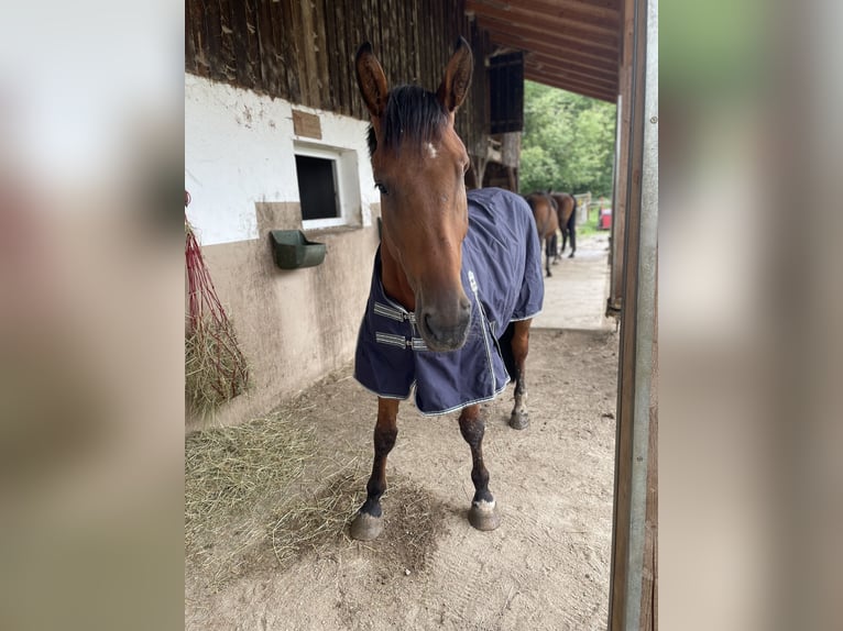 Belgian Warmblood Gelding 7 years 16,1 hh Brown in Steinach