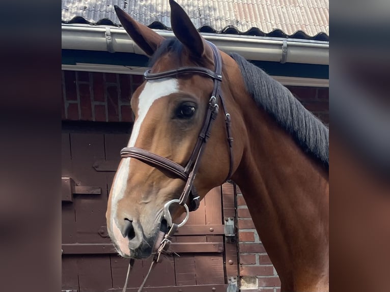 Belgian Warmblood Gelding 7 years 16,1 hh Brown in Fredenbeck