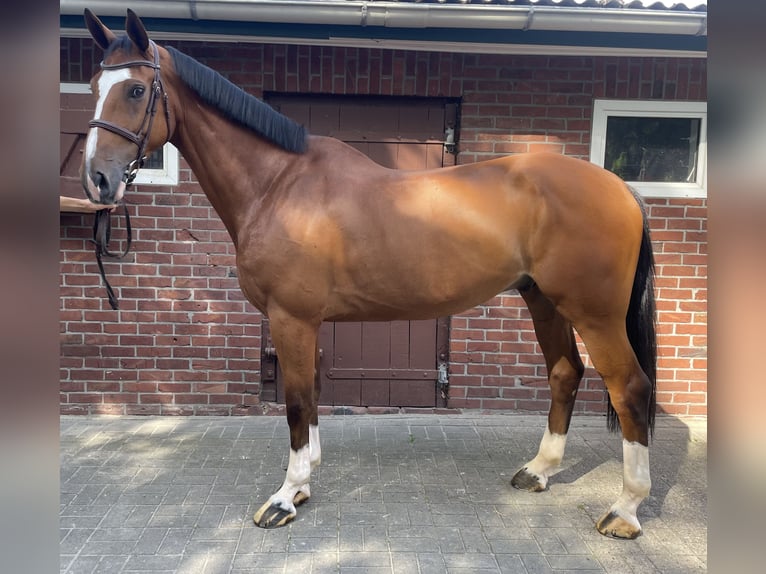 Belgian Warmblood Gelding 7 years 16,1 hh Brown in Fredenbeck