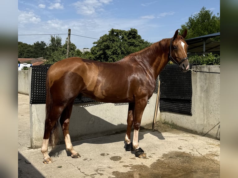 Belgian Warmblood Gelding 7 years 16,1 hh Chestnut-Red in Amiens