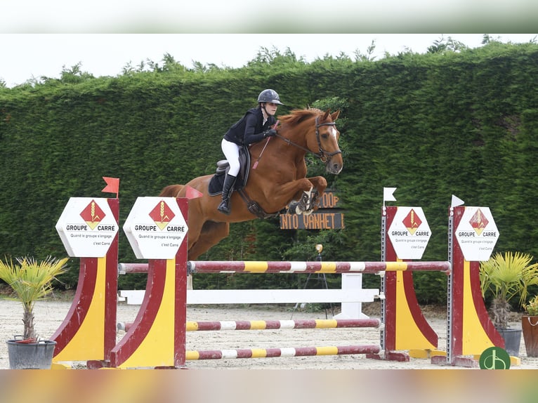 Belgian Warmblood Gelding 7 years 16,1 hh Chestnut-Red in Amiens