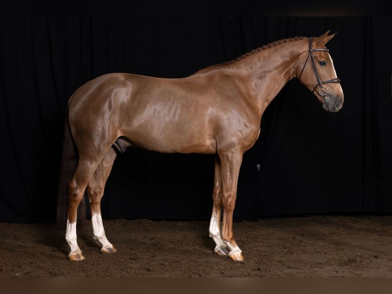 Belgian Warmblood Gelding 7 years 16,1 hh Chestnut-Red in Bladel