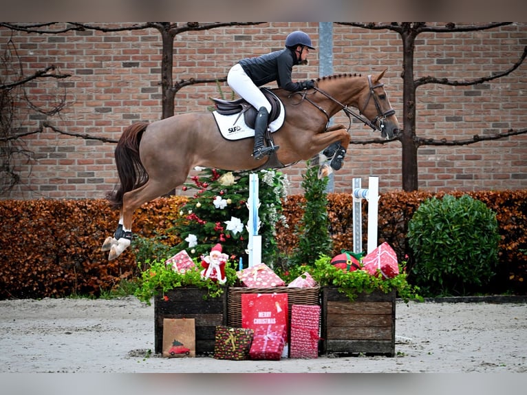 Belgian Warmblood Gelding 7 years 16,1 hh Chestnut-Red in Bladel