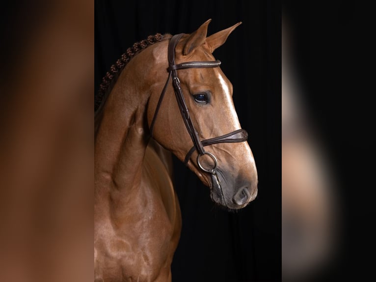 Belgian Warmblood Gelding 7 years 16,1 hh Chestnut-Red in Bladel