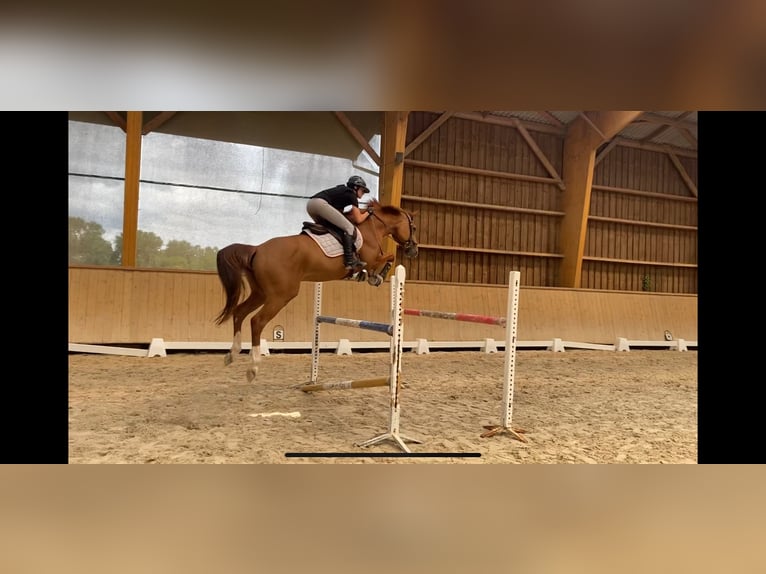 Belgian Warmblood Gelding 7 years 16,1 hh Chestnut-Red in Dury