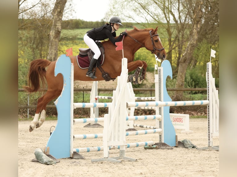 Belgian Warmblood Gelding 7 years 16,1 hh Chestnut-Red in Dury