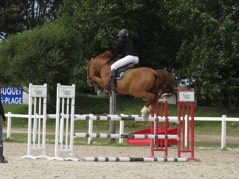 Belgian Warmblood Gelding 7 years 16,1 hh Chestnut-Red in Dury