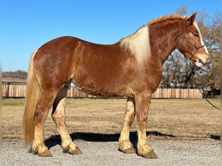 Belgian Warmblood Gelding 7 years 16,2 hh Chestnut in Jacksboro, TX