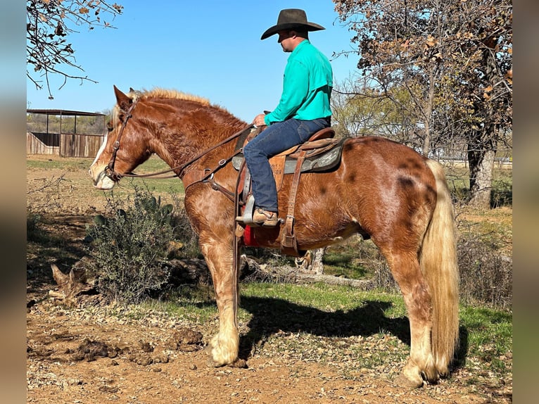 Belgian Warmblood Gelding 7 years 16,2 hh Chestnut in Jacksboro, TX