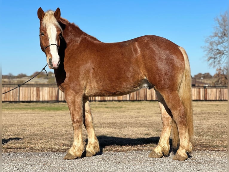 Belgian Warmblood Gelding 7 years 16,2 hh Chestnut in Jacksboro, TX