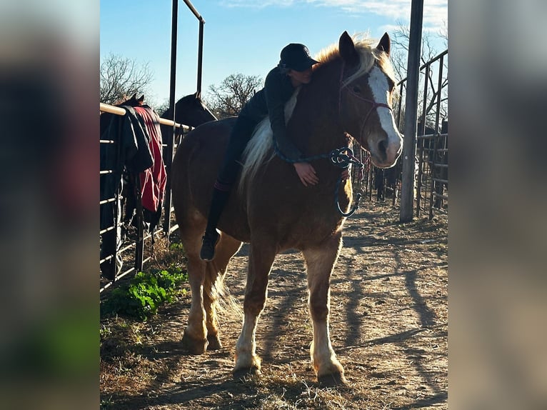 Belgian Warmblood Gelding 7 years 16,2 hh Chestnut in Jacksboro, TX