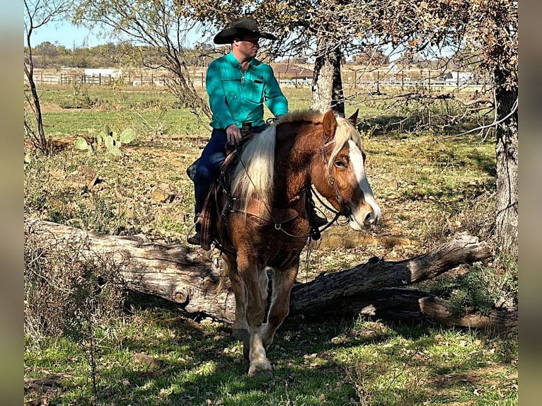 Belgian Warmblood Gelding 7 years 16,2 hh Chestnut in Jacksboro, TX