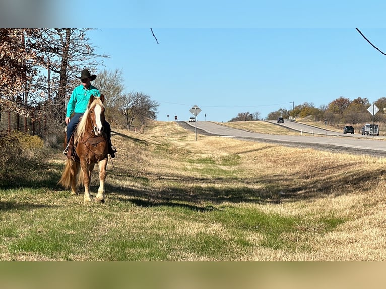 Belgian Warmblood Gelding 7 years 16,2 hh Chestnut in Jacksboro, TX