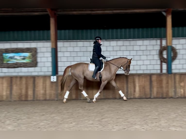 Belgian Warmblood Gelding 7 years 16,2 hh Chestnut-Red in Oud Gastel