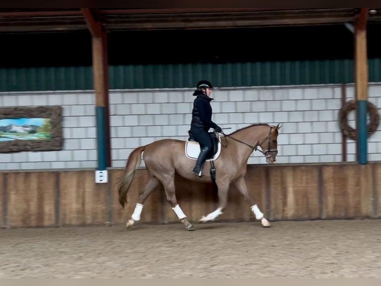 Belgian Warmblood Gelding 7 years 16,2 hh Chestnut-Red in Oud Gastel