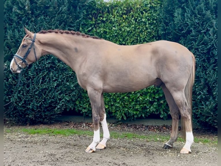 Belgian Warmblood Gelding 7 years 16,2 hh Chestnut-Red in Oud Gastel