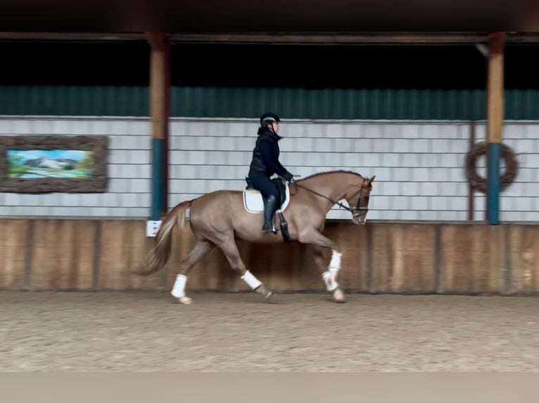 Belgian Warmblood Gelding 7 years 16,2 hh Chestnut-Red in Oud Gastel