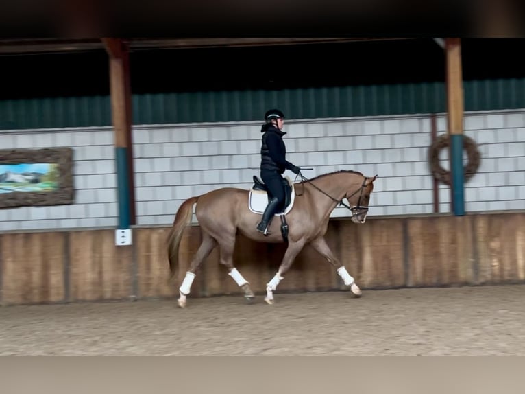 Belgian Warmblood Gelding 7 years 16,2 hh Chestnut-Red in Oud Gastel