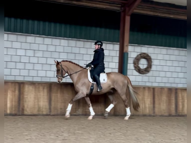 Belgian Warmblood Gelding 7 years 16,2 hh Chestnut-Red in Oud Gastel