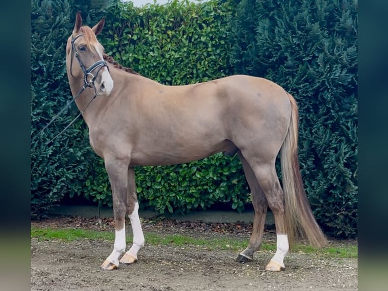 Belgian Warmblood Gelding 7 years 16,2 hh Chestnut-Red in Oud Gastel