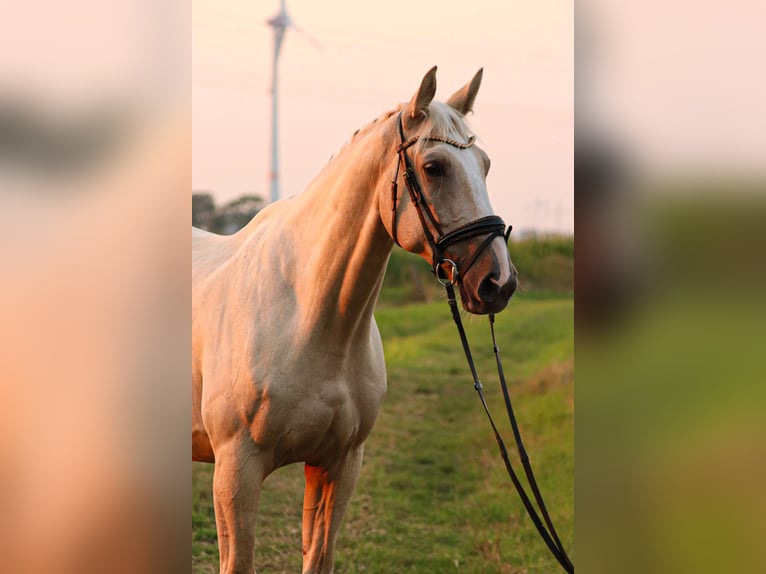 Belgian Warmblood Gelding 7 years 16,3 hh Palomino in Brake