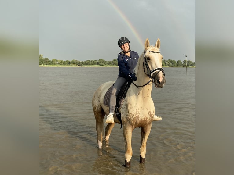 Belgian Warmblood Gelding 7 years 16,3 hh Palomino in Brake