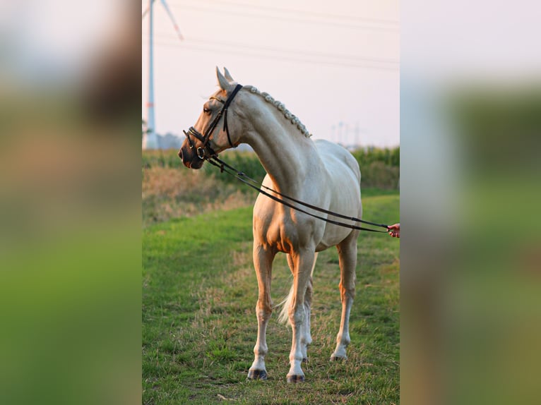 Belgian Warmblood Gelding 7 years 16,3 hh Palomino in Brake