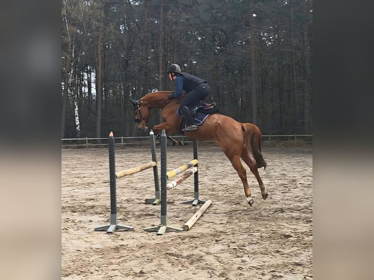 Belgian Warmblood Gelding 7 years 16 hh Chestnut-Red in Neerglabbeek