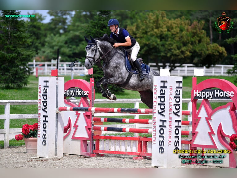 Belgian Warmblood Gelding 7 years 16 hh Gray in GROTE-BROGEL