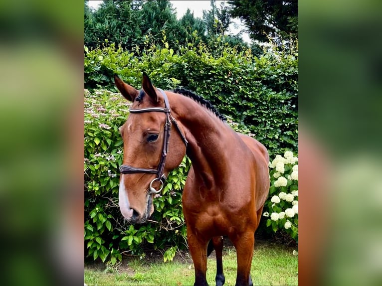 Belgian Warmblood Gelding 7 years 16,1 hh Brown in Altusried