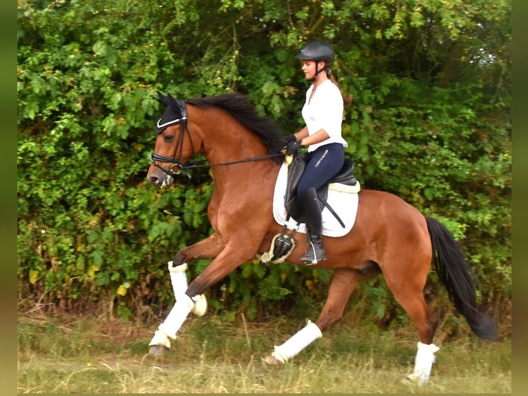 Belgian Warmblood Gelding 7 years 16,1 hh Brown in Neuss