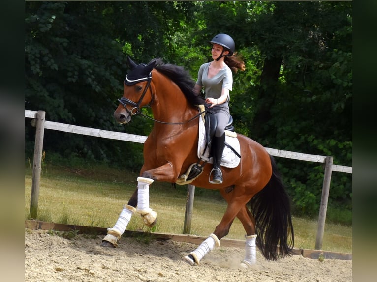 Belgian Warmblood Gelding 7 years 16,1 hh Brown in Neuss