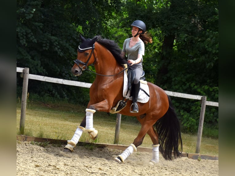Belgian Warmblood Gelding 7 years 16,1 hh Brown in Neuss